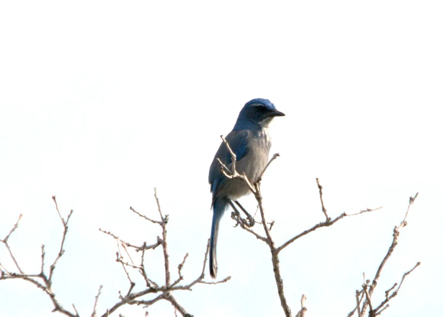 File:Aphelocoma woodhouseii Colorado Springs 1.jpg