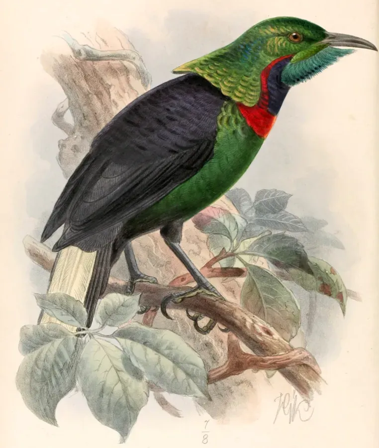 File:Astrapia splendidissima 1895.jpg