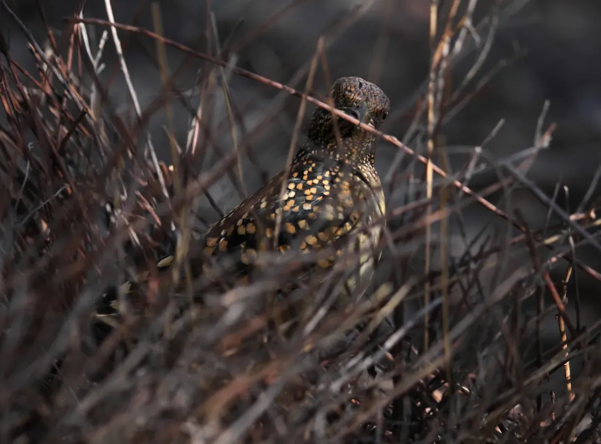 File:Chlamydera+guttata+06 - Christopher Watson.jpg