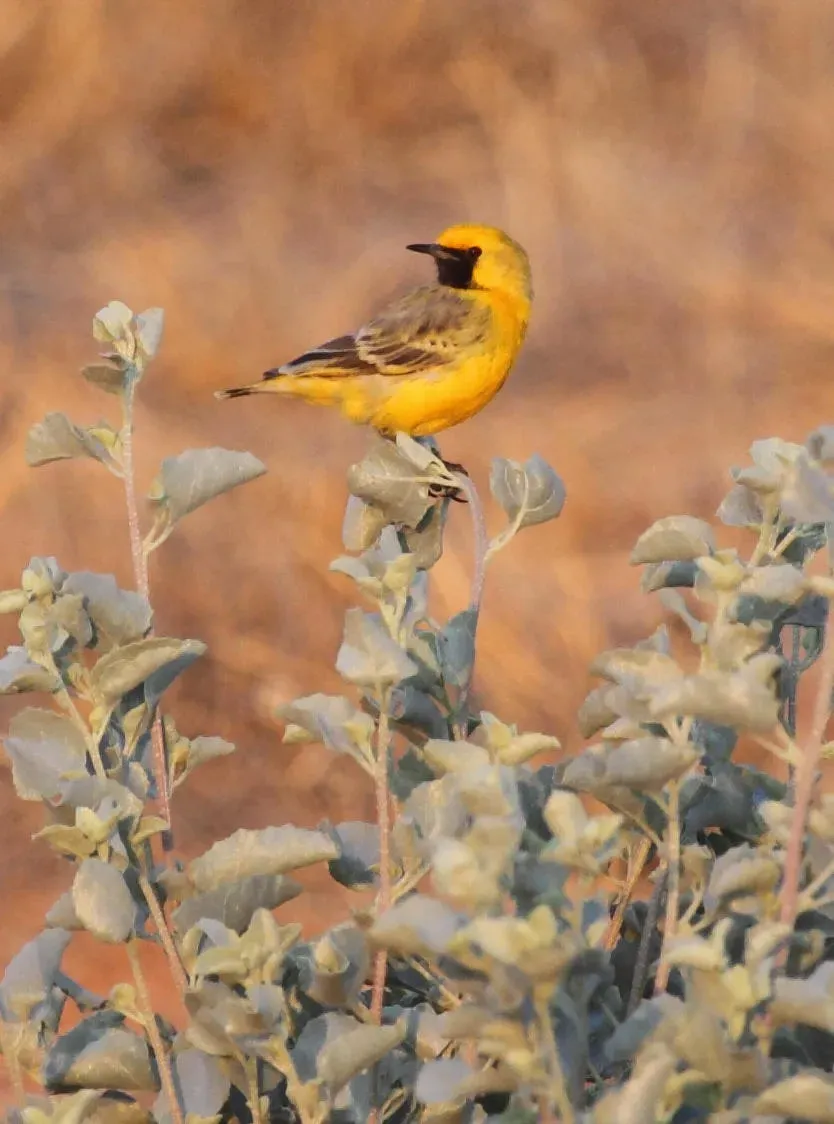 File:Epthianura aurifrons male - Christopher Watson.jpg