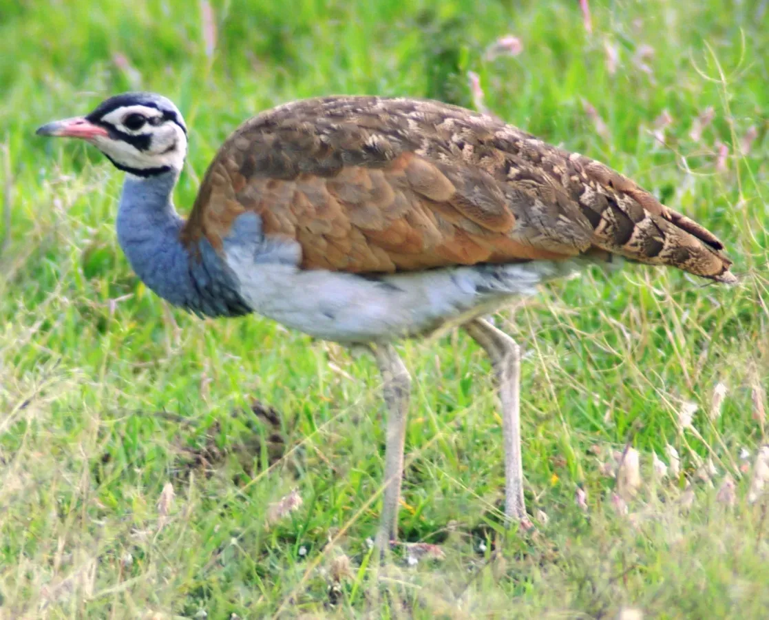 File:Eupodotis senegalensis1.jpg