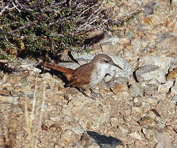 File:Upucerthia albigula -Peru-8.jpg