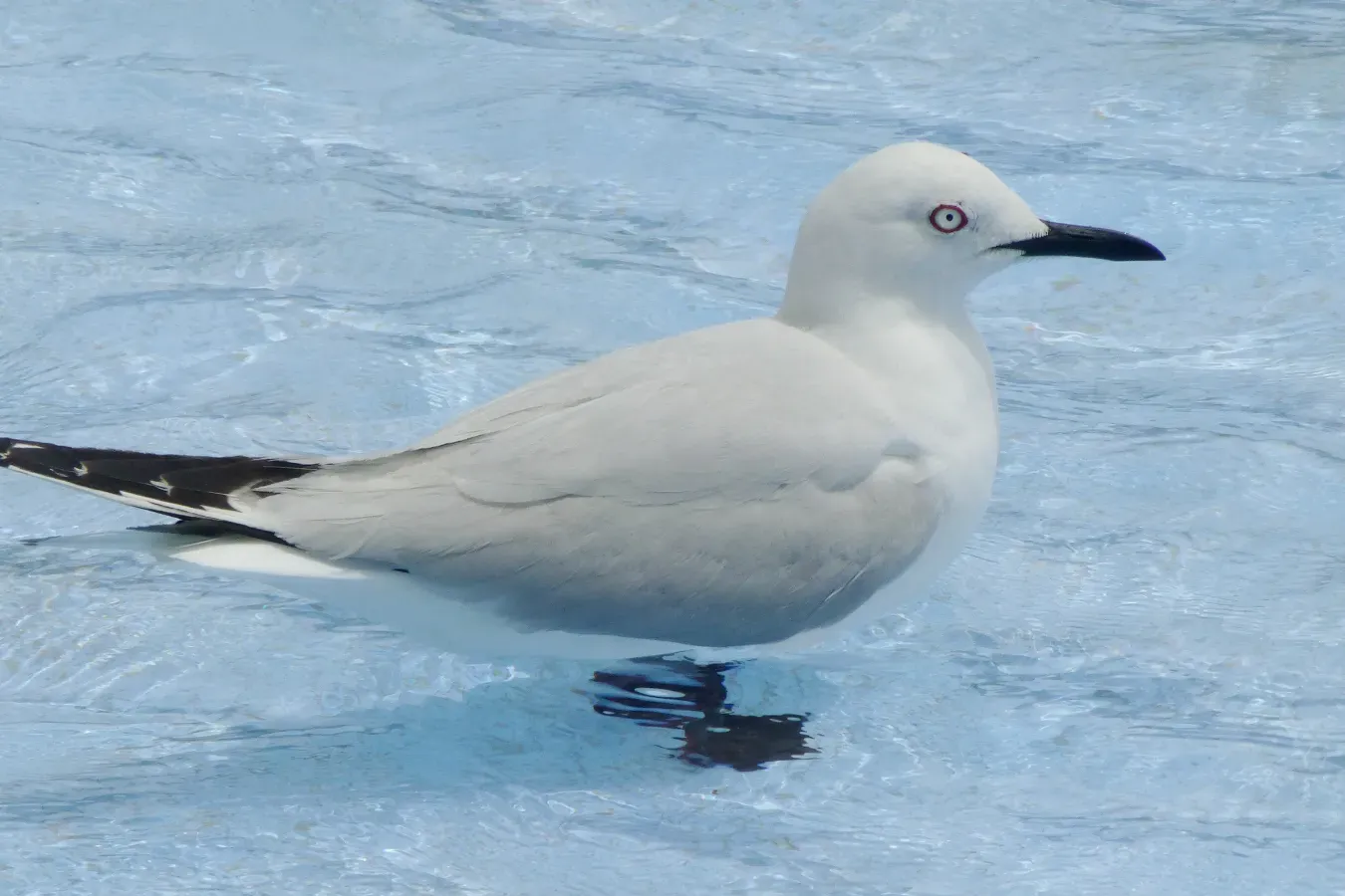 File:5(31) Black-billed Gull (Chroicocephalus bulleri).JPG