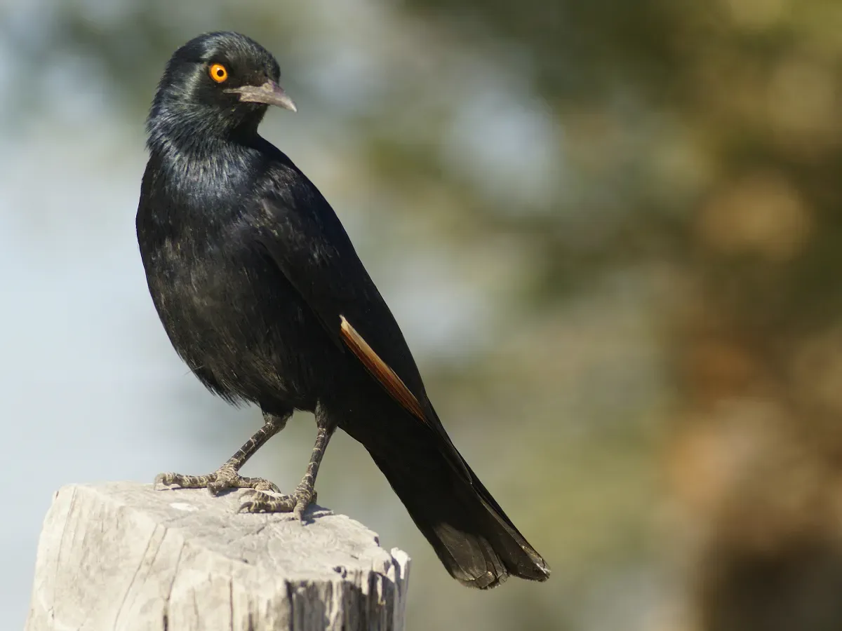 File:Onychognathus nabouroup.jpg