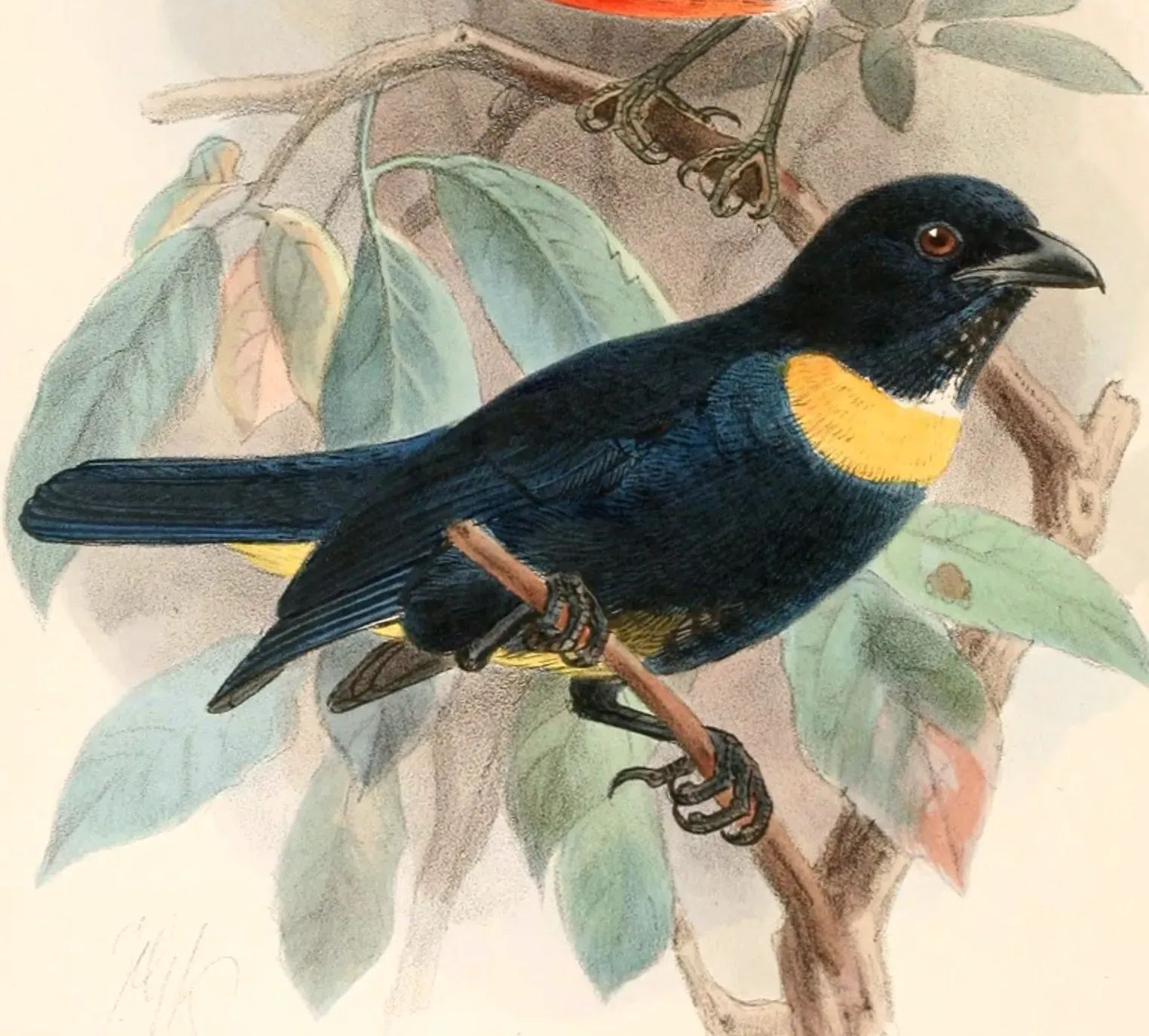 File:Bangsia rothschildi 1897.jpg