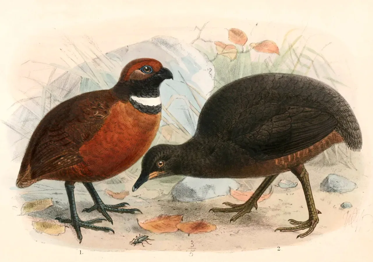 File:Odontophorus erythrops parambae & Crypturellus berlepschi 1897.jpg
