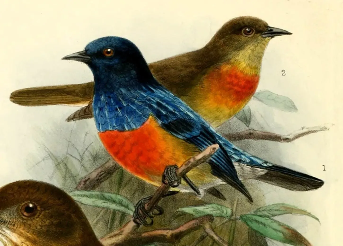 File:Dacnis berlepschi 1901.jpg