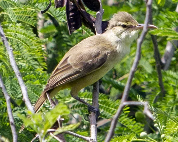 File:Saipan Reed Warbler Acrocephalus hiwae on Saipan.jpg