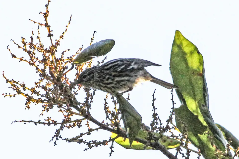 File:Setophaga pharetra Blue Mountains 1.jpg