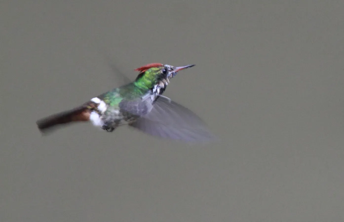File:Frilled Coquette (Lophornis magnificus).jpg