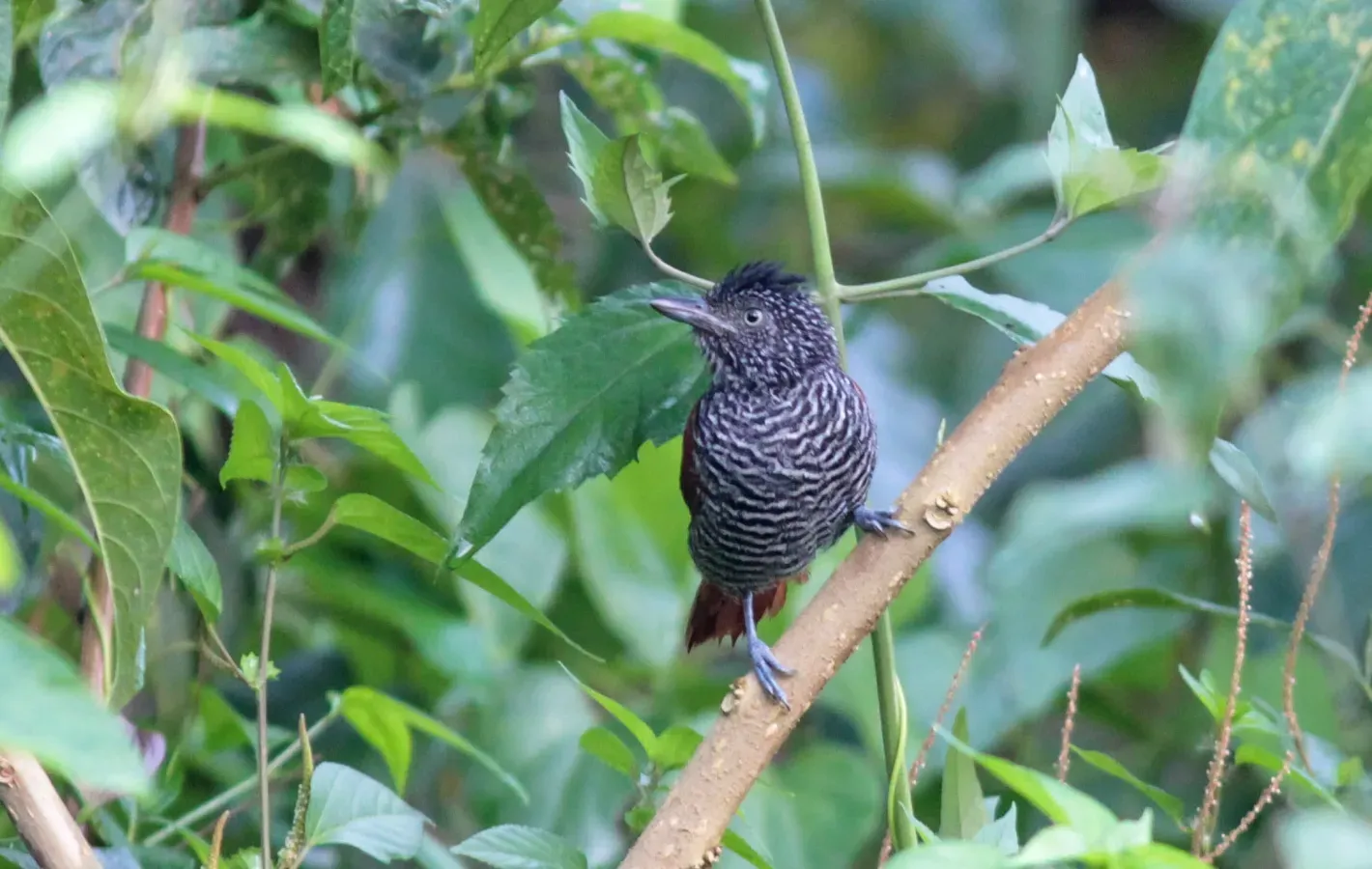 File:Chestnut-backed Antshrike (Thamnophilus palliatus).jpg