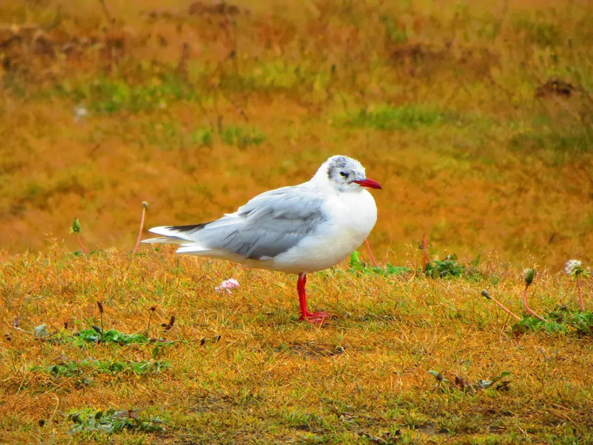 File:Brown-hooded Gull (Chroicocephalus maculipennis), adult winter, Torres del Paine.jpg