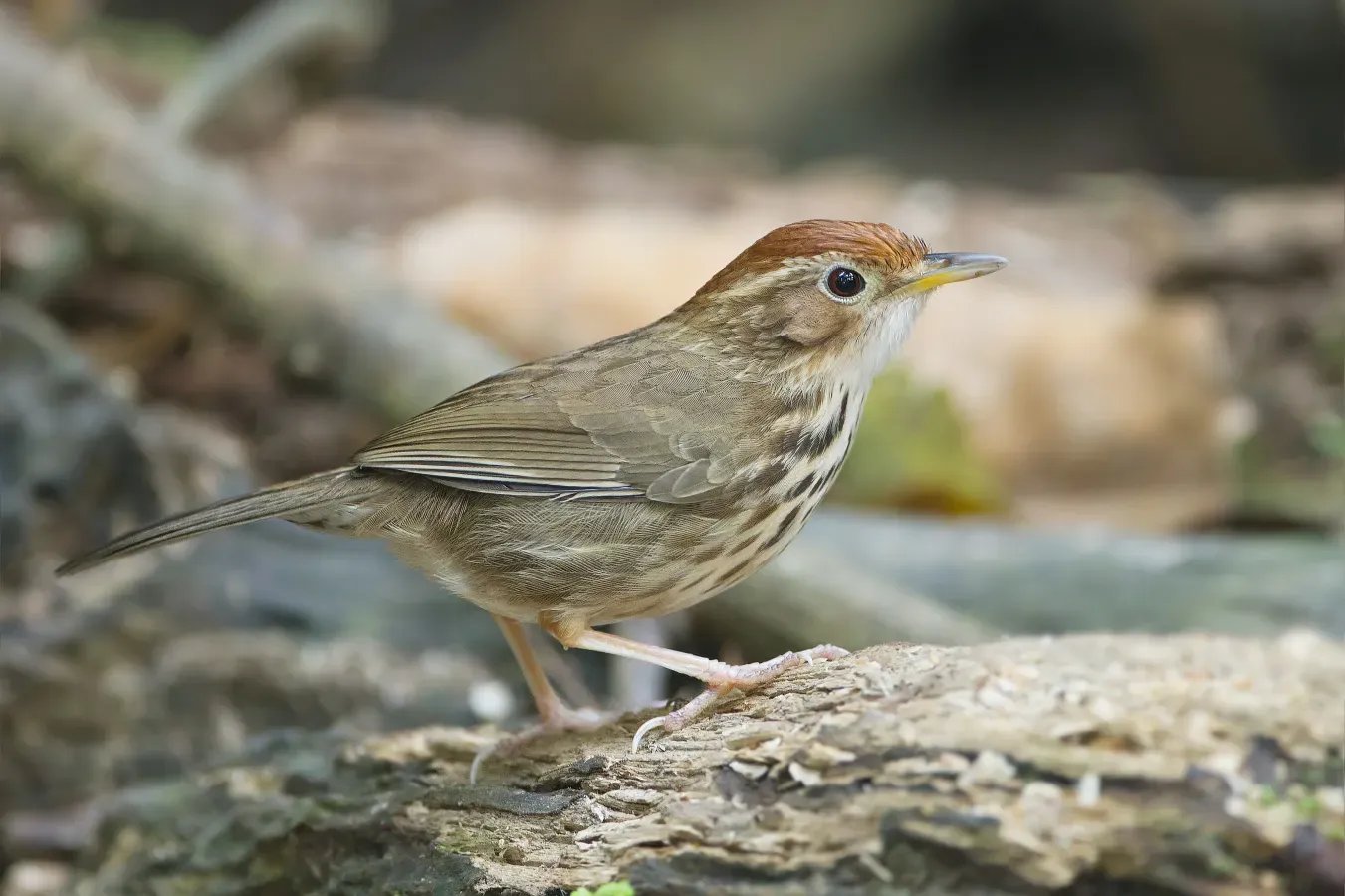 File:Pellorneum ruficeps - Khao Yai.jpg
