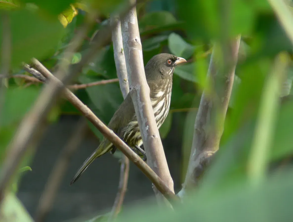 File:Dulus dominicus, Cigua palmera.JPG