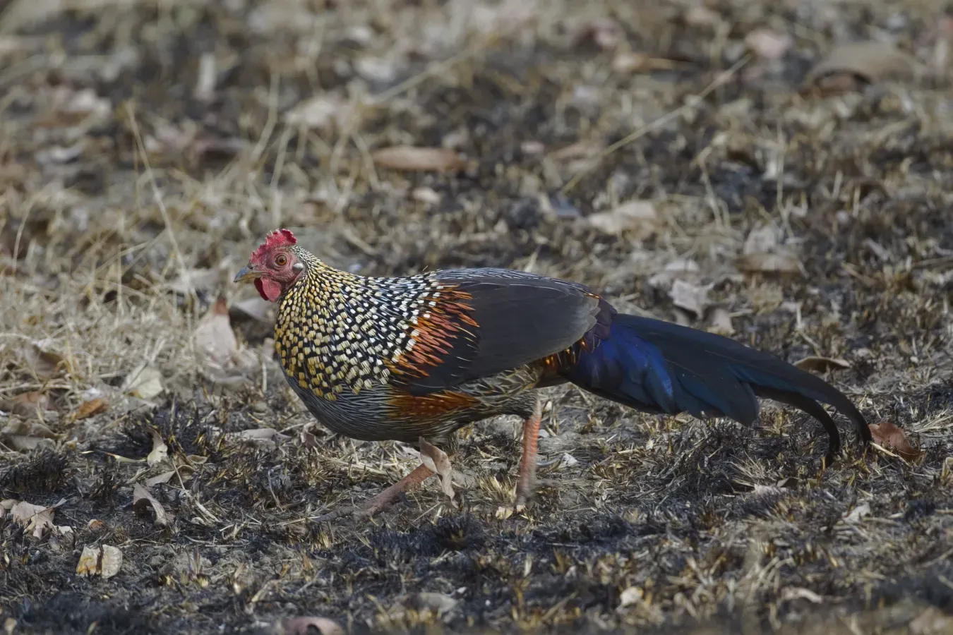 File:Gallus sonneratii (Bandipur).jpg