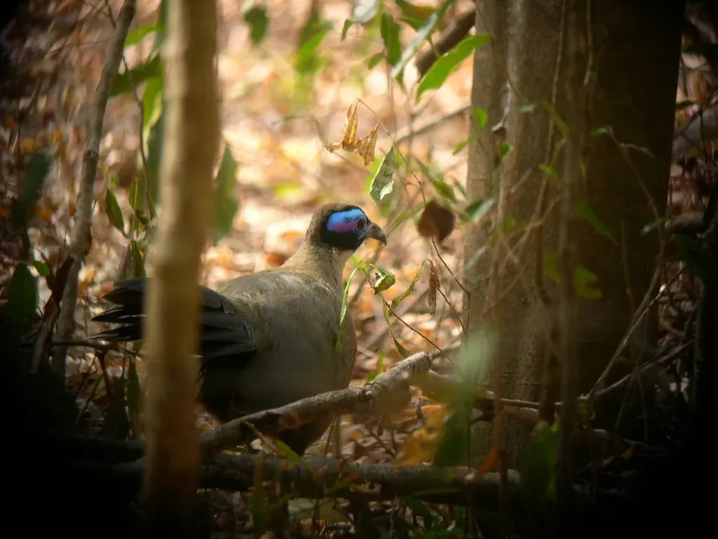 File:Coua gigas Madagascar.jpg