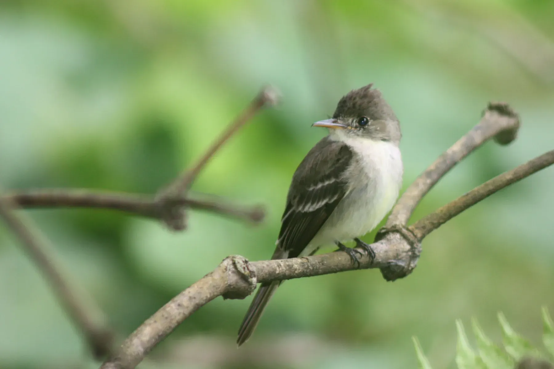 File:Northern tropical pewee (Contopus bogotensis) Arenal.jpg