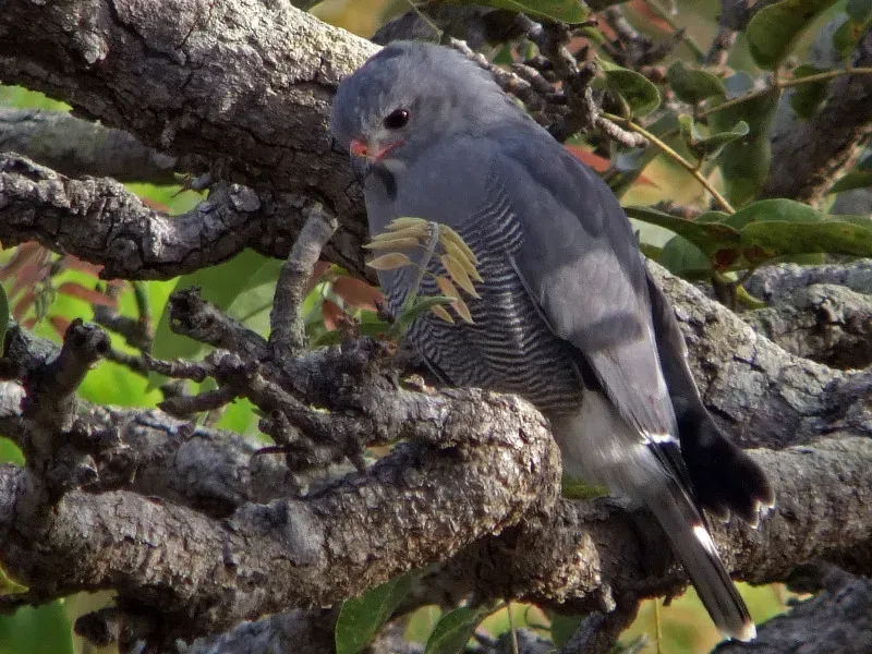 File:Kaupifalco monogrammicus.jpg