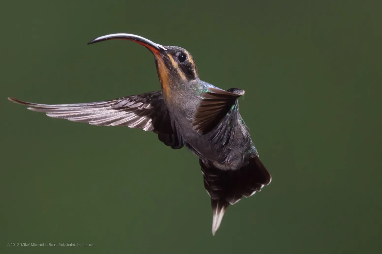 File:Green Hermit, Phaethornis guy, Hummingbird PLEASE HELP CONFIRM THIS ID !!!.jpg