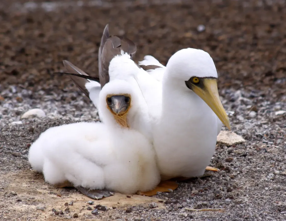 File:Masked Booby - Sula dactylatra (5613352337).jpg