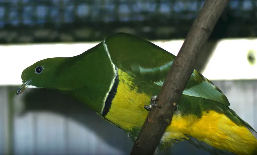 File:Drepanoptila holosericea.jpg