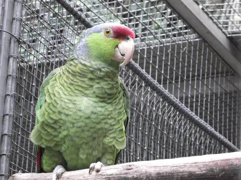 File:Amazona finschi -Madeira-8a.jpg