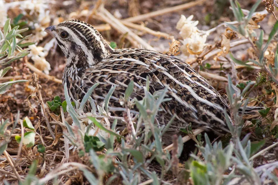 File:Coturnix pectoralis South Australia.jpg