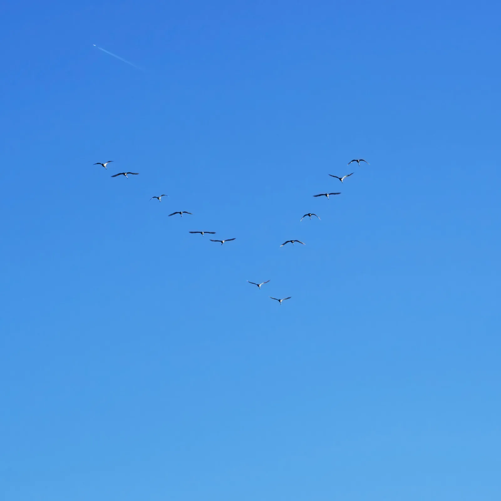 File:Anser fabalis V formation.jpg