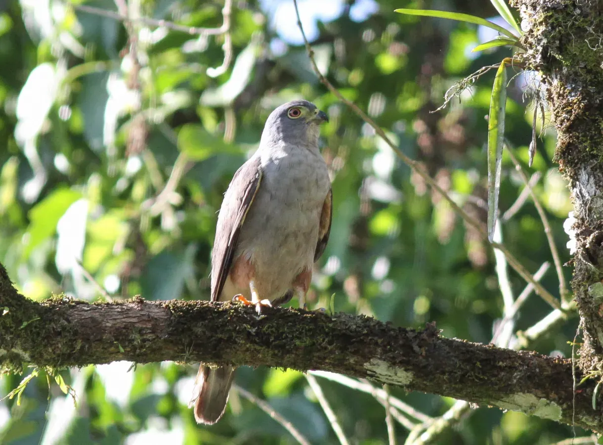 File:Rufous-thighed Kite (Harpagus diodon).jpg
