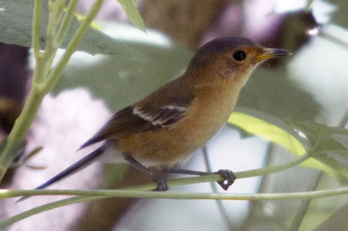 File:Tinian Monarch Monarcha takatsukasae photographed on Tinian Island in 2012 by Devon Pike.jpg