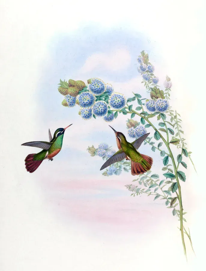 File:Basilinna xantusii Gould.jpg