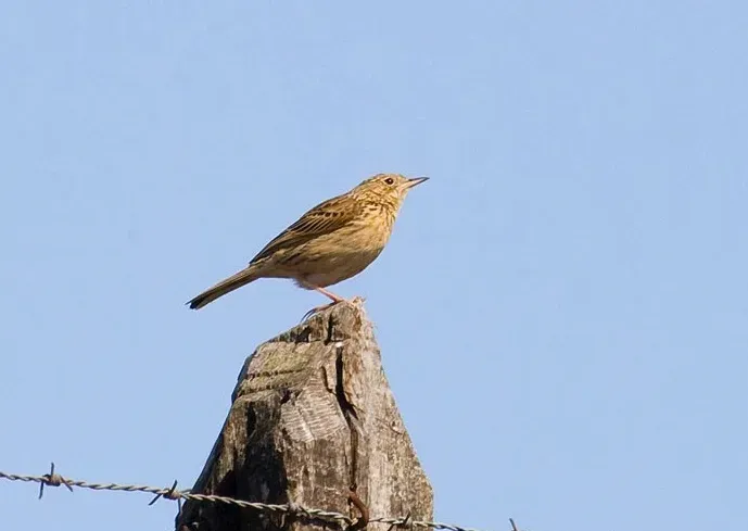 File:Anthus hellmayri.jpeg
