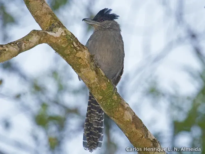 File:Batara cinerea.jpeg