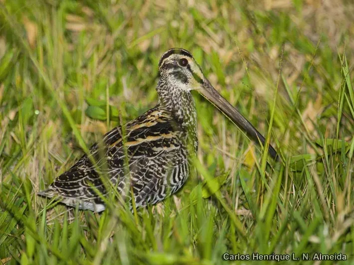 File:Gallinago undulata.jpeg