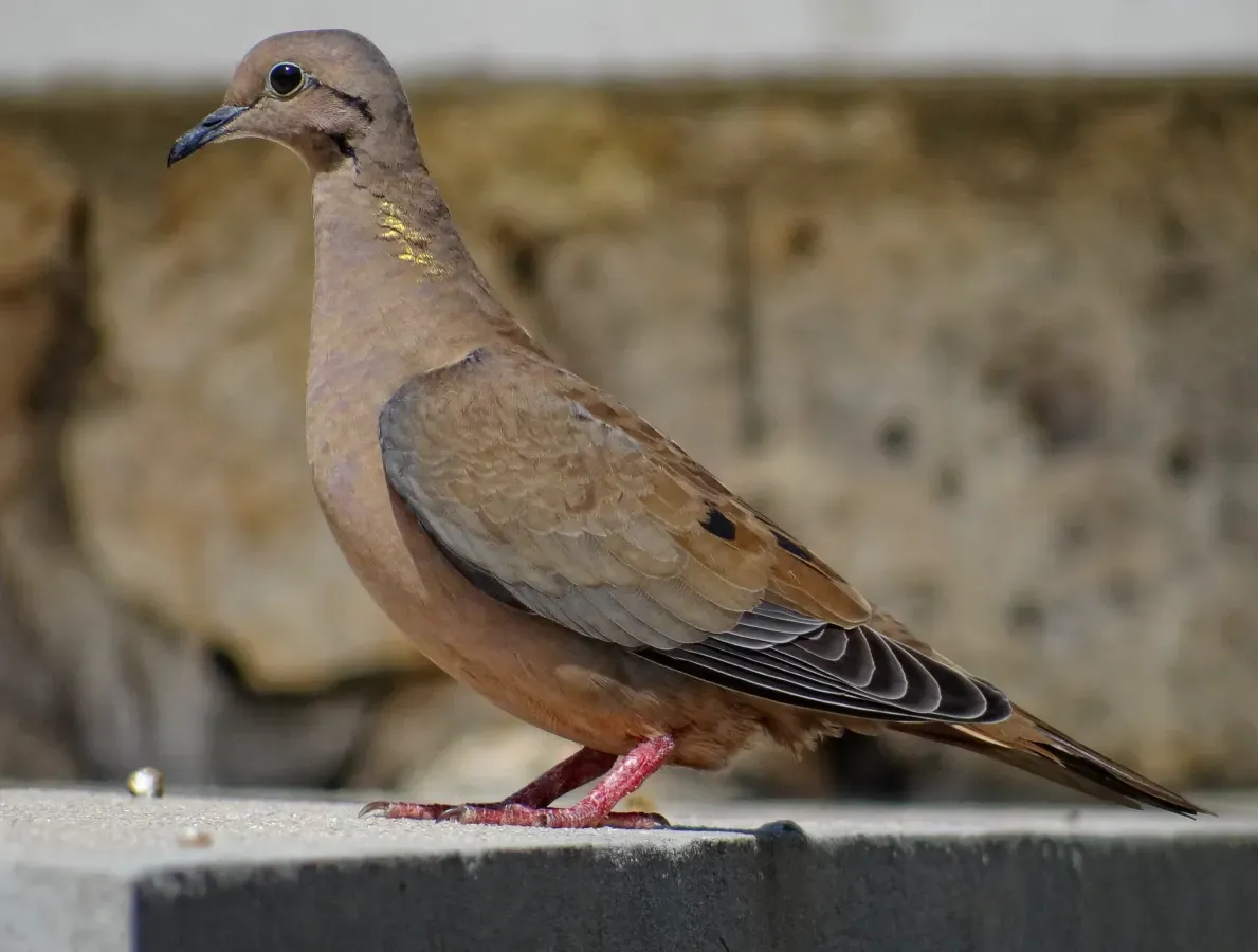 File:Aruba-Zenaida-auriculata.JPG