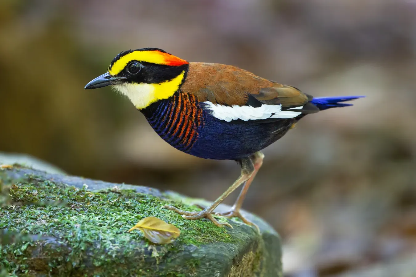 File:Hydrornis irena - Sri Phang Nga.jpg
