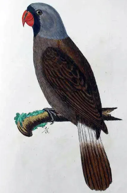 File:Hahn Mascarinus.jpg