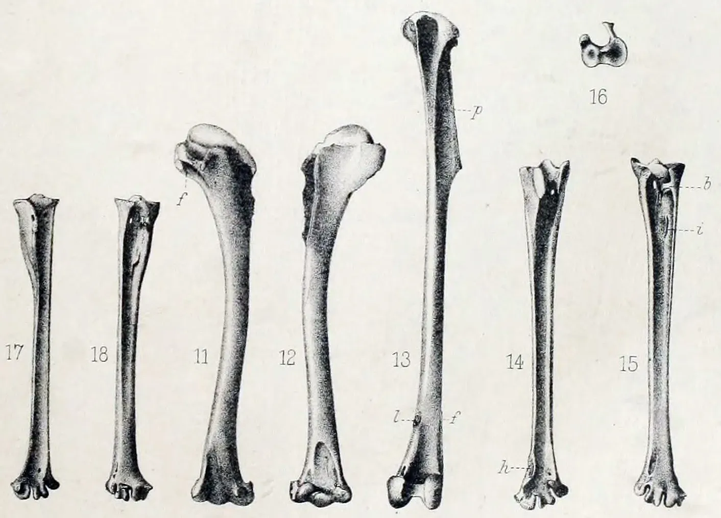 File:Mascarenotus sauzieri.jpg