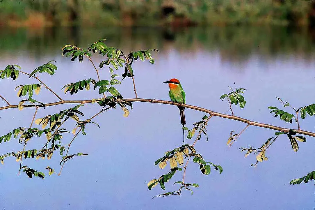 File:Merops boehmi (atamari).jpg