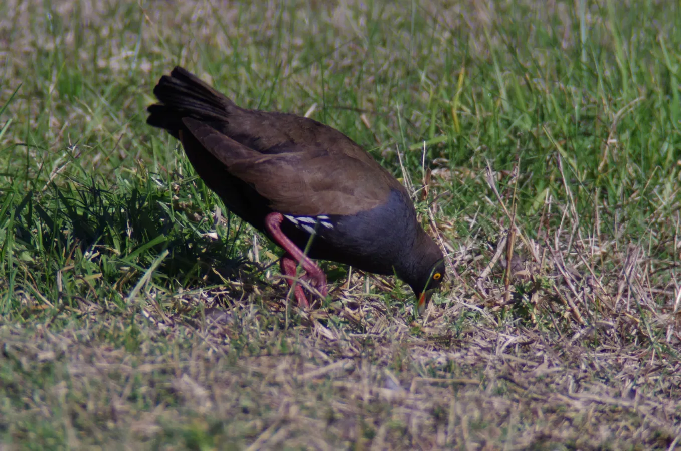 File:Tribonyx ventralis -Joondalup, Western Australia, Australia-8.jpg