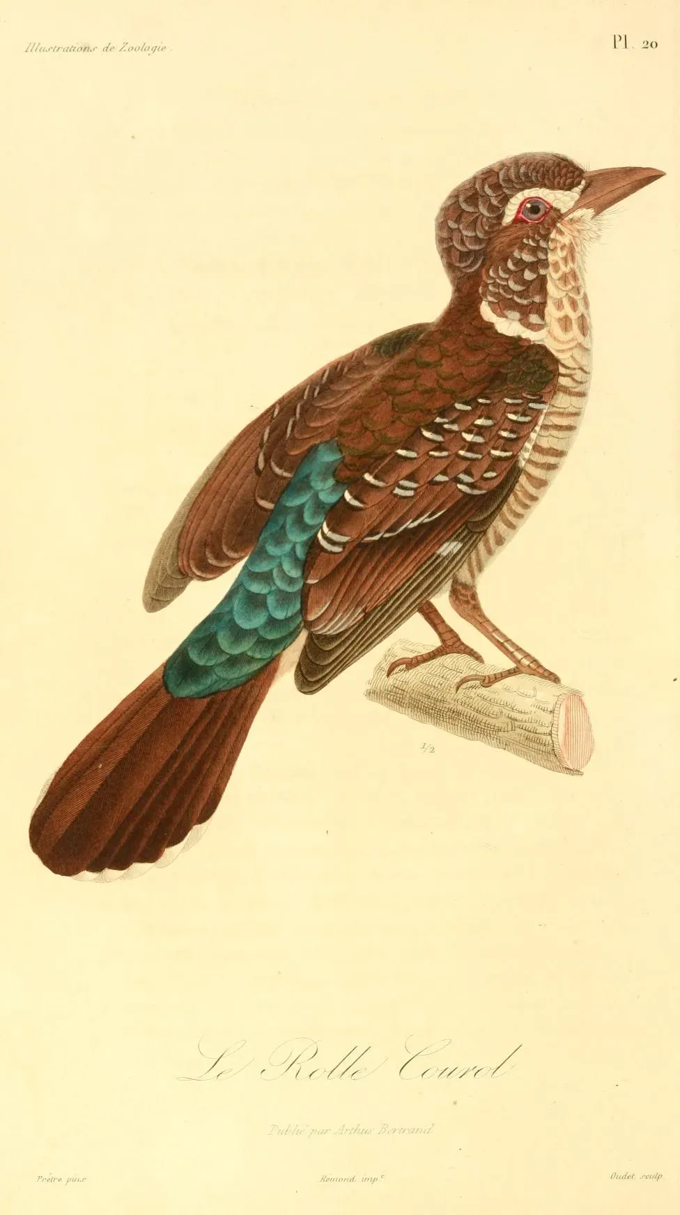 File:Brachypteracias leptosomus 1831.jpg
