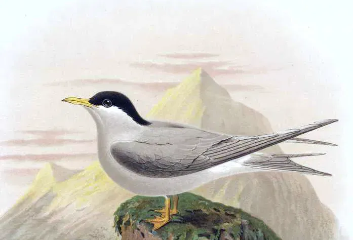 File:Bul02BirdP030 Chlidonias albostriatus.jpg