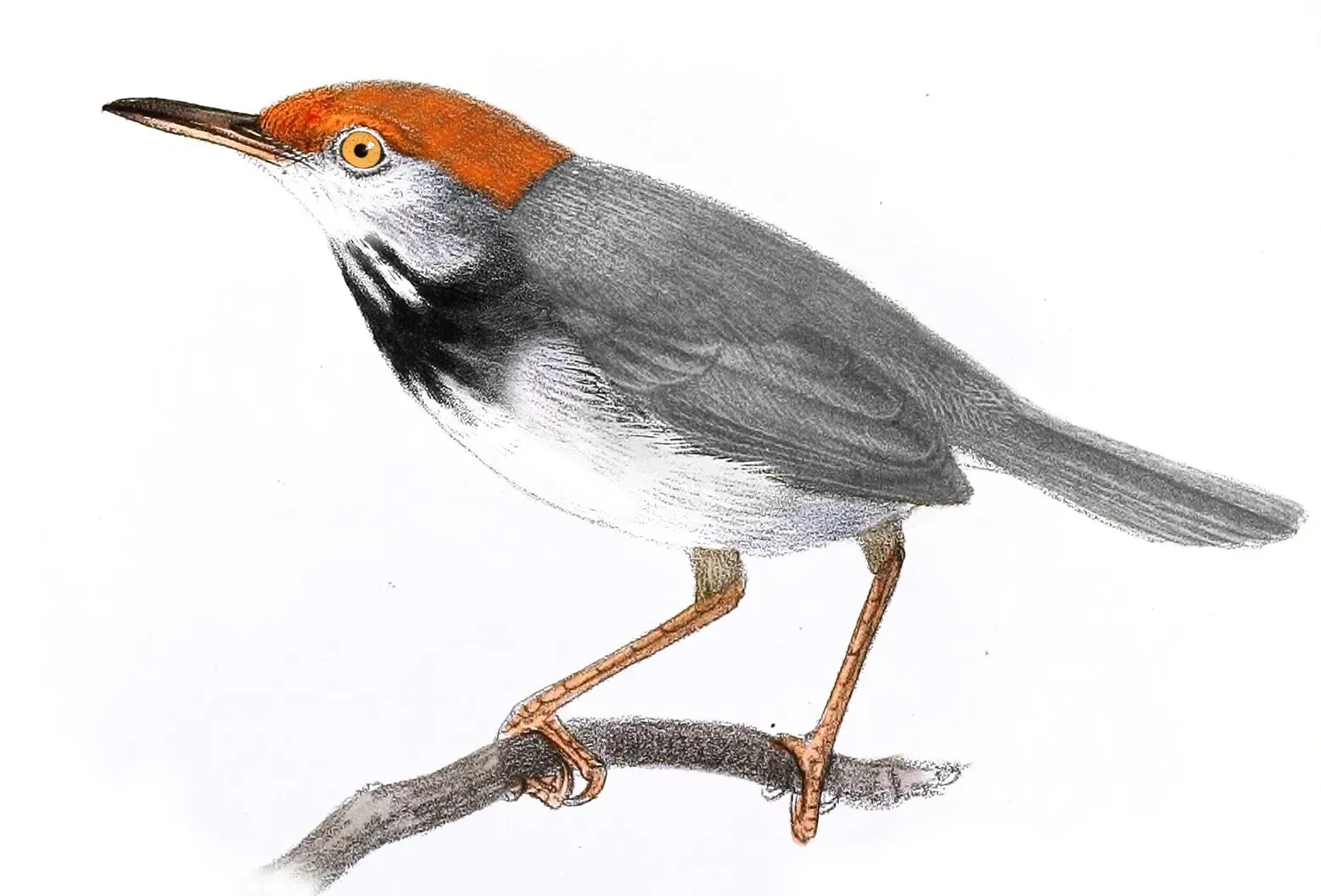 File:Orthotomus chaktomuk.jpg