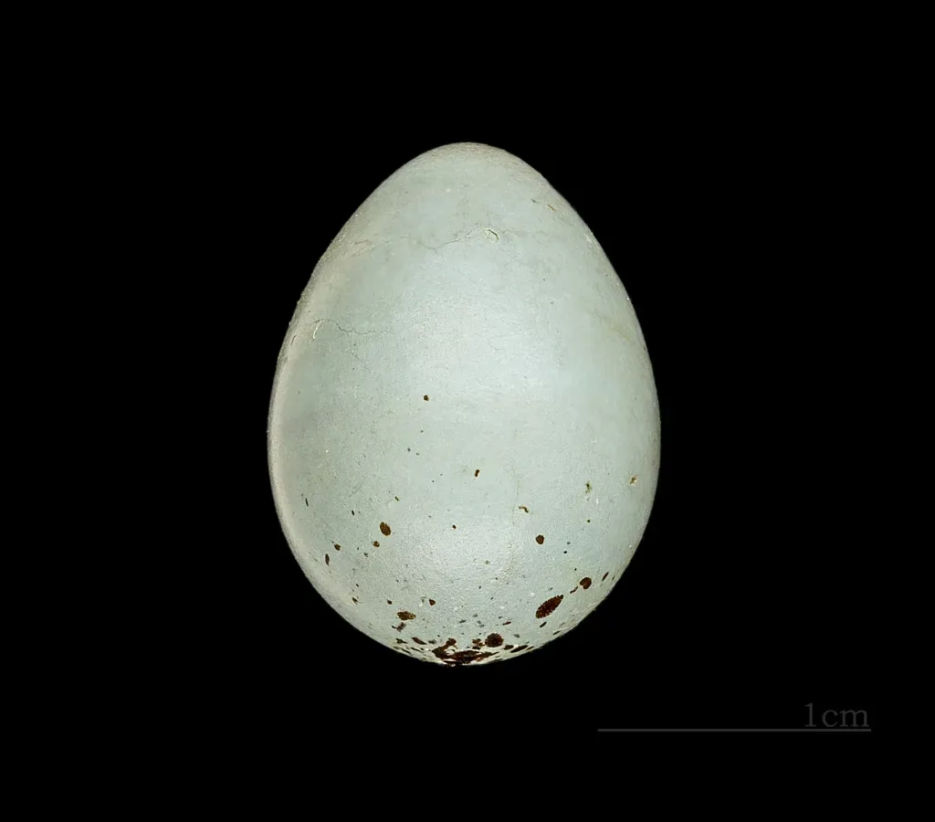 File:Bouvreuil tête grise – Pyrrhula erythaca – Eure 26- 222.jpg