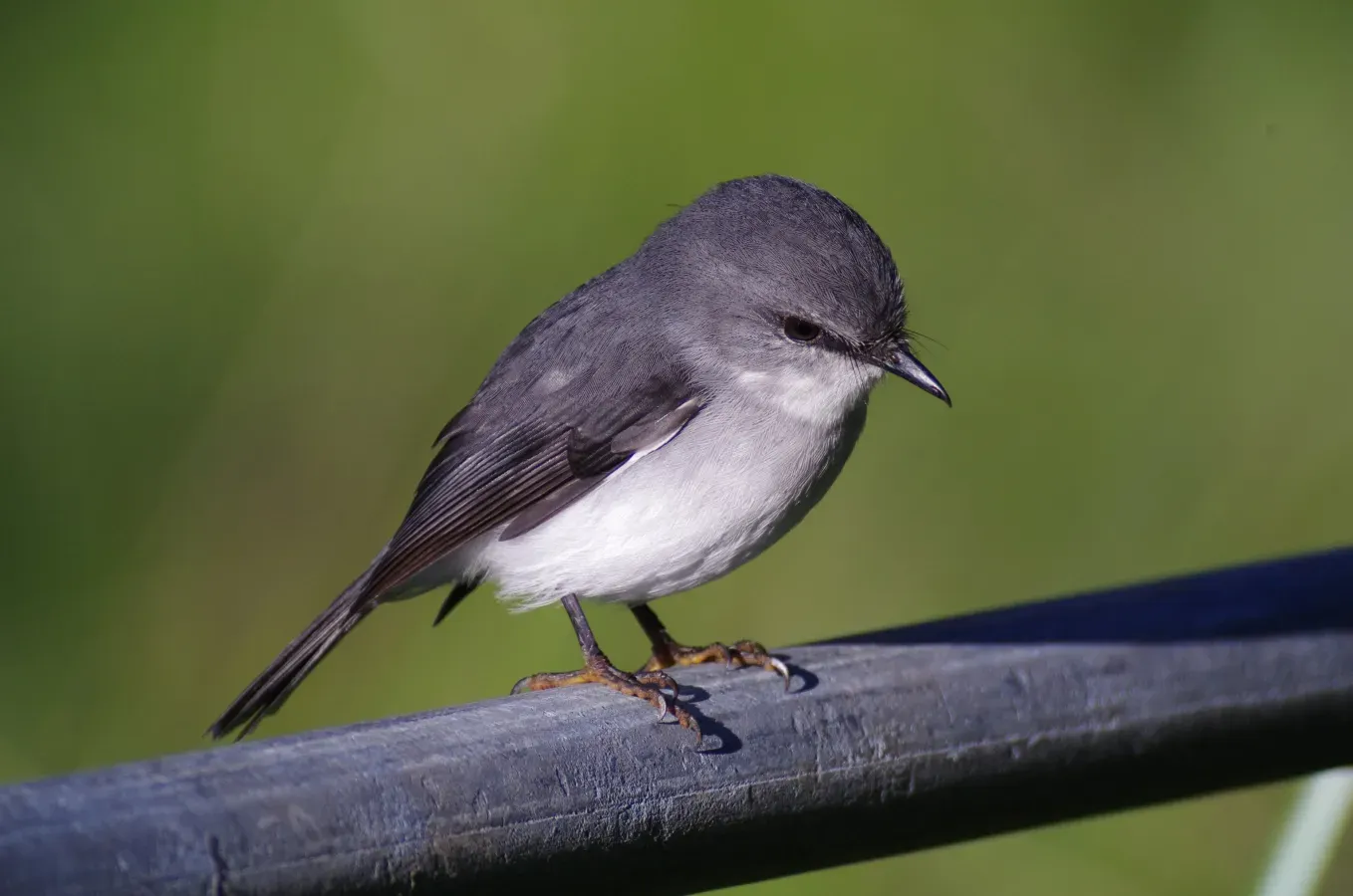 File:Eopsaltria georgiana -Denmark, Western Australia, Australia-8.jpg