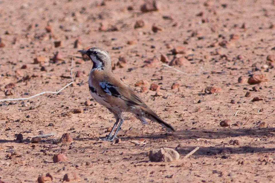 File:Cinnamon Quail-Thrush (Cinclosoma cinnamomeum).jpg