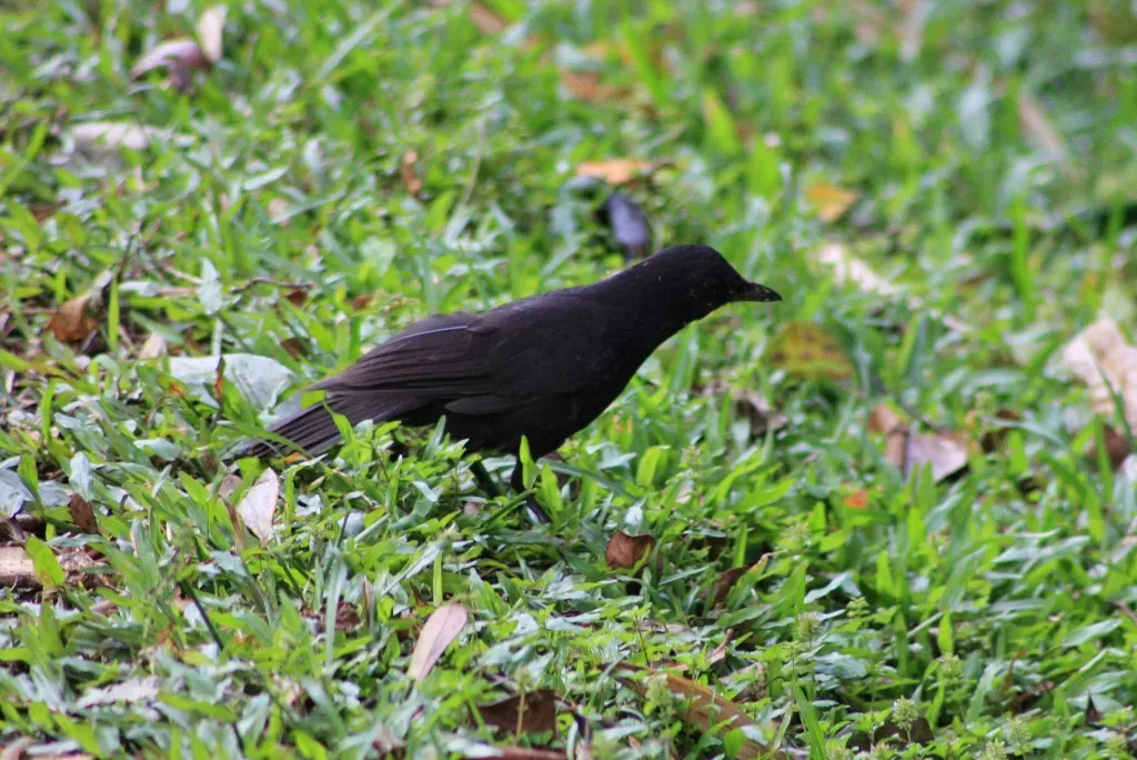 File:Bornean Whistling Thrush (Myophonus borneensis) (6967255694).jpg