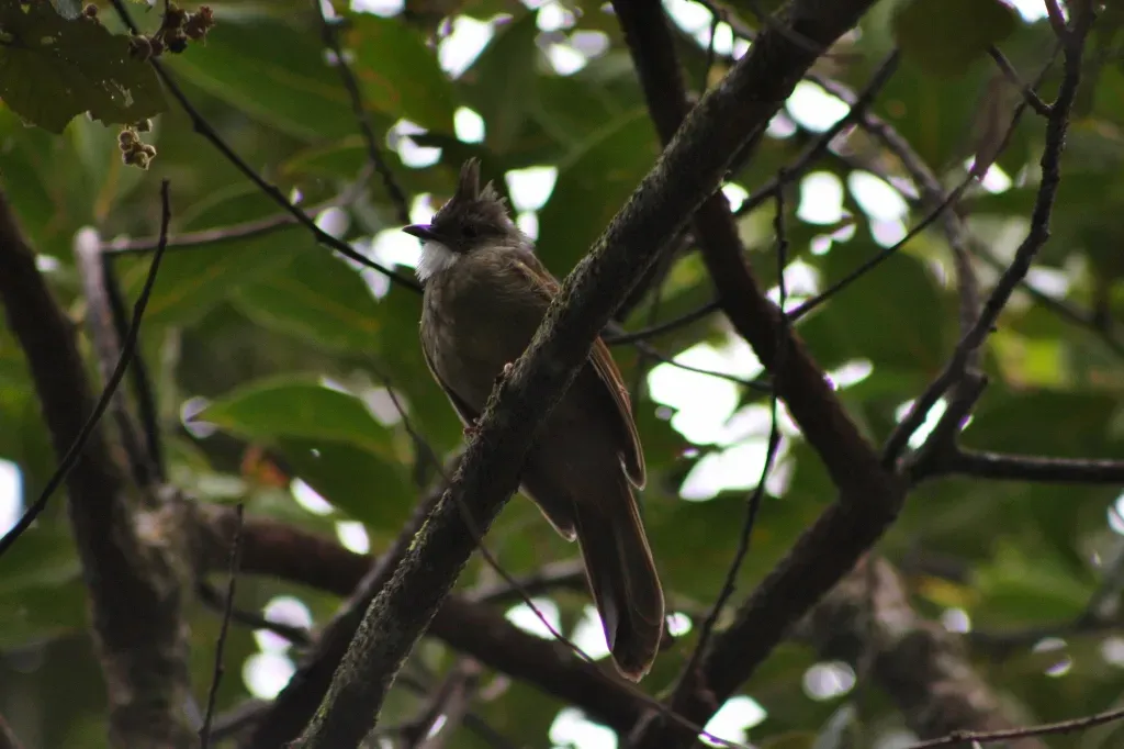 File:Ochraceous Bulbul (Alophoixus ochraceus) (7113331795).jpg
