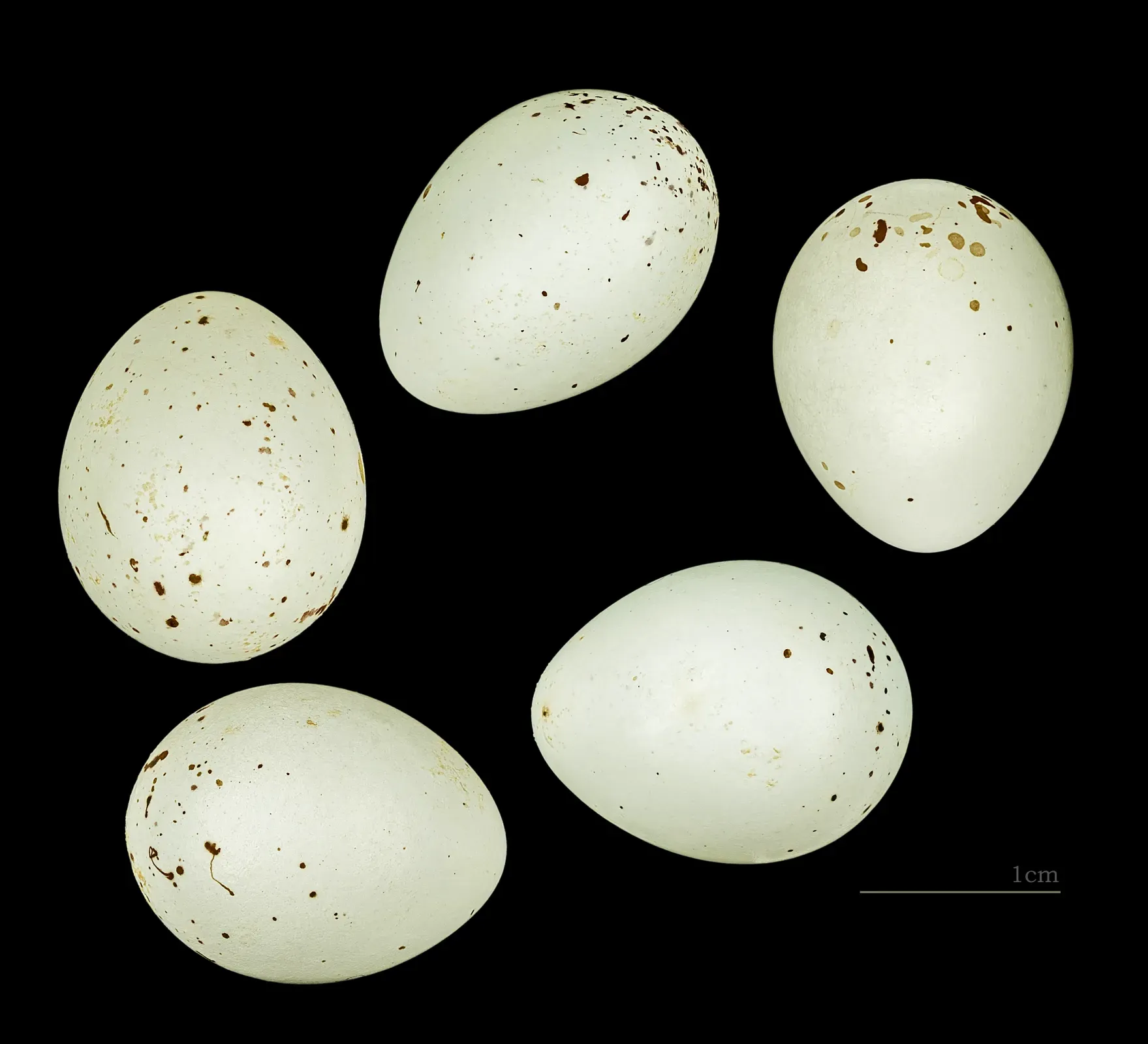 File:Bucanetes githagineus amantum 224 Fuerteventura.jpg