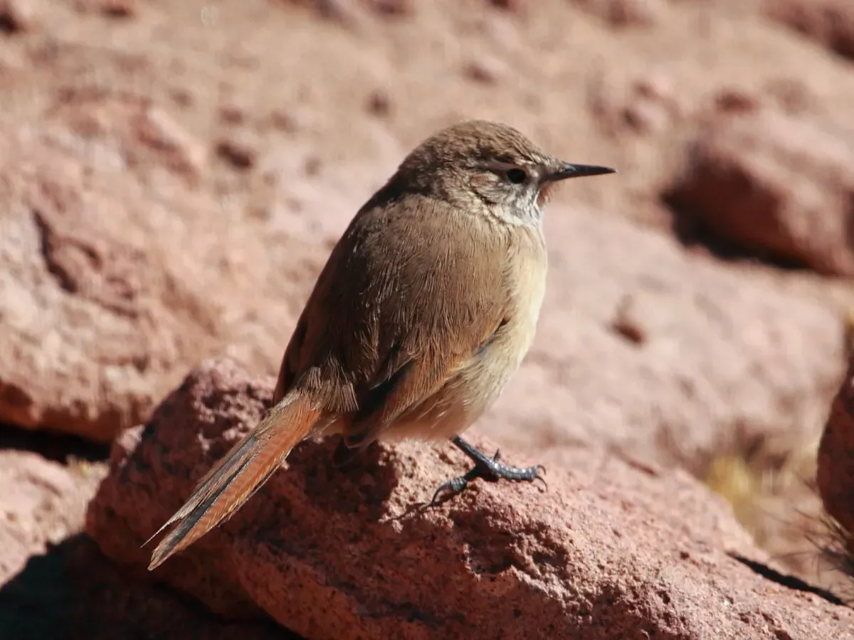 File:Asthenes modesta Cordilleran canastero.jpg